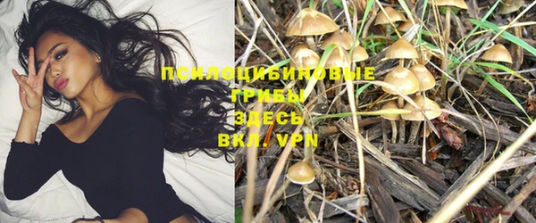 PSILOCYBIN Богородицк